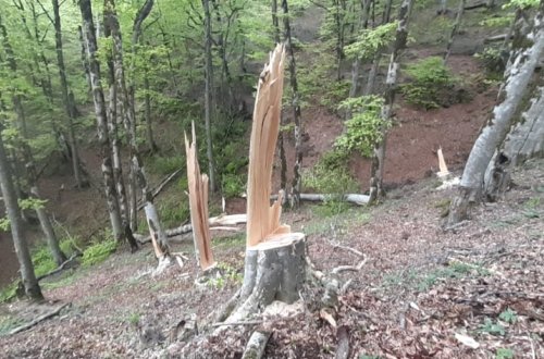 Lerik meşələri məhv edilir: Yüzlərlə ağac kəsilib, meşə torpağı isə satılır (FOTOFAKT)