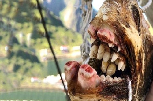 Rusiyalı balıqçının dənizdən çıxardığı canlılar görənləri QORXUTDU — FOTO