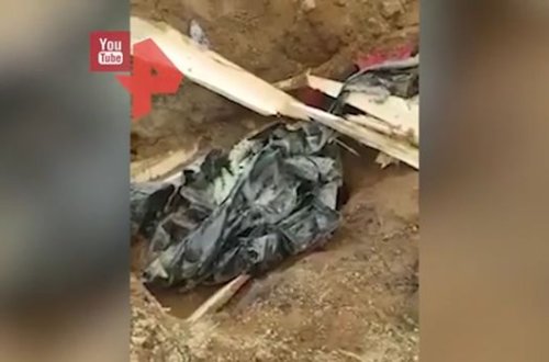 Ayı yeni dəfn edilən meyiti məzardan çıxarıb parçaladı - VİDEO