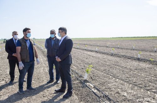 Kənd Təsərrüfatı naziri İnam Kərimov Xaçmaz və Qubada əkin sahələri və meyvə bağlarına baxış keçirib
