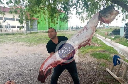 Kürdən görün nə tutdular - Azərbaycanda - FOTOLAR