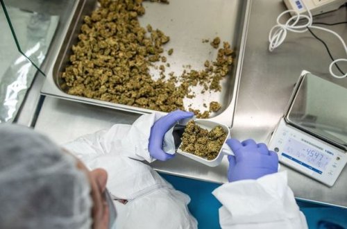 İsrail xarici dövlətlərə marixuana satacaq