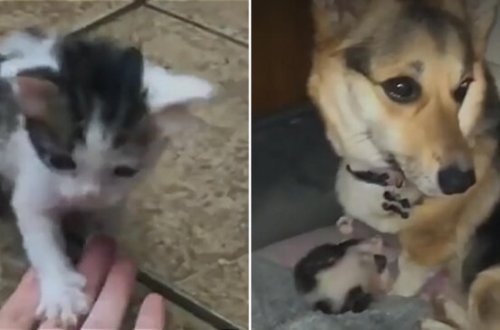 Pişik balasını xilas edən it ÜRƏKLƏRİİ FƏTH ETDİ - VİDEO