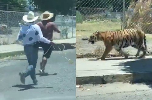 Səkinin ortası ilə hərəkət edən pələng yerli sakinlərə qorxulu anlar yaşatdı - VİDEO