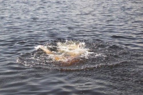 Koronavirus xəbərləri yaşlı qadını ölümə sövq etdi