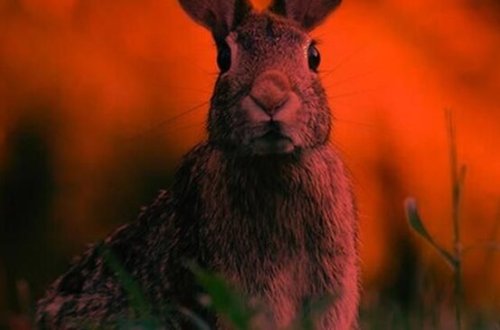 Yeni ölümcül epidemiya GƏLİR - Bu dəfə DOVŞANLAR ...