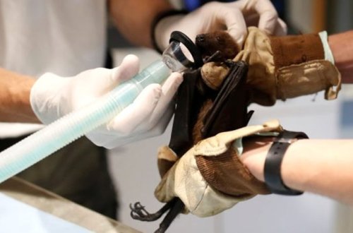 Yarasalarda 1500 yeni koronavirus növü aşkarlandı