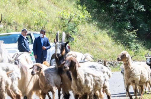 Azərbaycanda sürülərin yaylağa köçü başlayıb