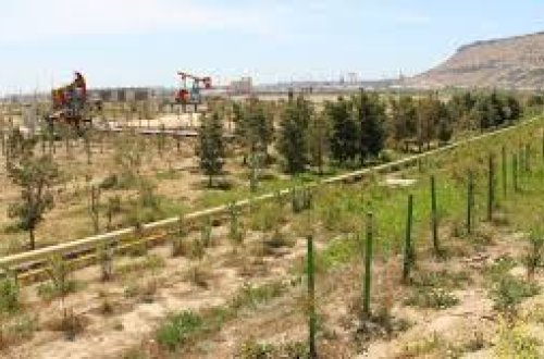 “Bibiheybət” yatağında yeni yaşıllıq zolaqları salınır