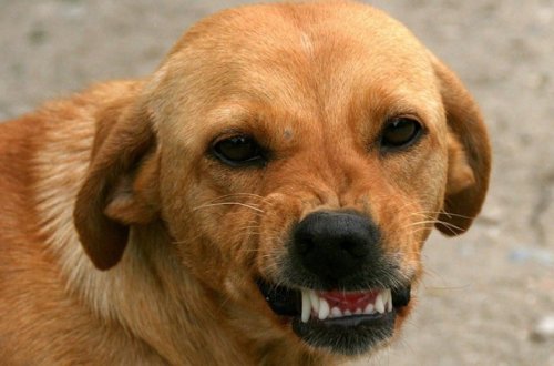 В Баку бродячая собака напала на женщину