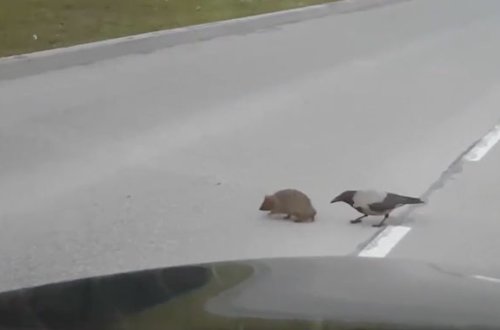 Gördüyü mənzərədən heyrətə düşdü: Qarğa kirpiyə yolu keçməyə kömək etdi – VİDEO