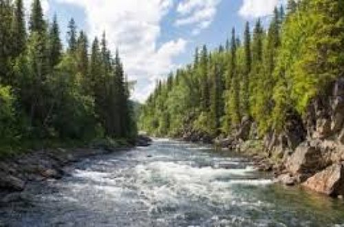 Ayının parçaladığı uşağın videosu yayıldı (18+)