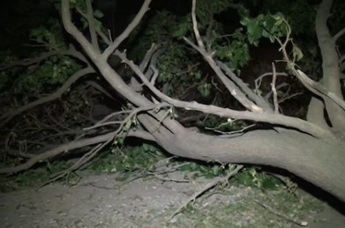 Ağaclar kökündən qopdu, daş hasarlar aşdı, yaşayış məntəqələri işıqsız qaldı - VİDEO