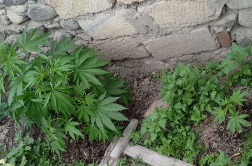 Жителя Агдаша задержали по подозрению в незаконном обороте наркотиков - ФОТО