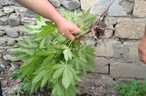 Ağdaş sakininin üzərində və yaşadığı evdə narkotik aşkarlandı - FOTO