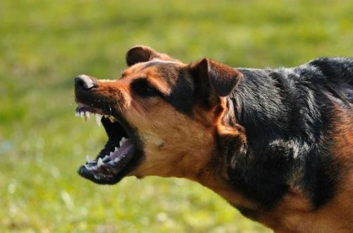 Abşeronda kişini öz iti dişlədi, 53 yaşında quduzluqdan öldü