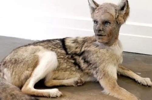 İnsan sifətində doğulan heyvanlar — VİDEO