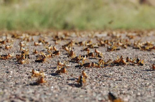 Çəyirtkə sürüləri Hindistan və Dubayı istila etdi - VİDEO
