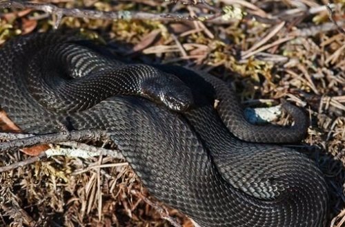 Azərbaycanda gödəkcənin qolunda gizlənmiş gürzə 46 yaşlı kişini sancdı - VİDEO