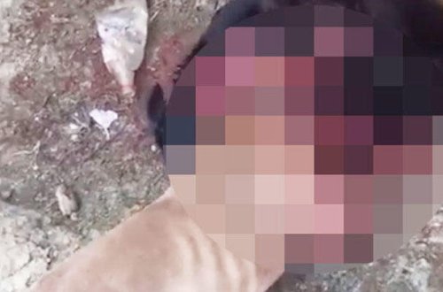 Azərbaycanda itləri döyüşdürüb bir-birinə yedirirlər - DİN məsələyə qarışdı