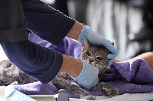 Moskvada bir pişikdə koronavirus aşkarlandı