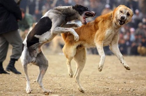 Azərbaycanda it döyüşləri təşkil edən altı nəfərin kimliyi müəyyənləşdirildi - FOTO