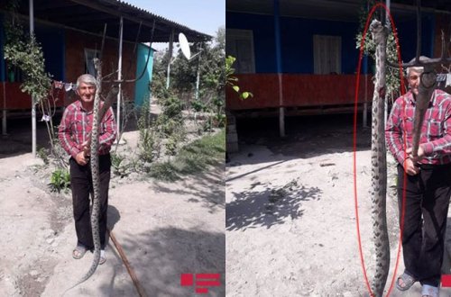 Ucarda nəhəng gürzə ilanı öldürüldü