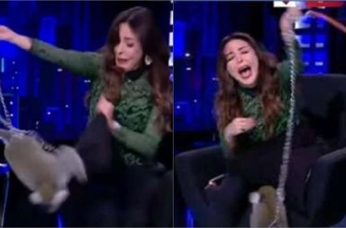 Meymun aparıcının üstünə cumdu, studiyada aləm qarışdı - VİDEO