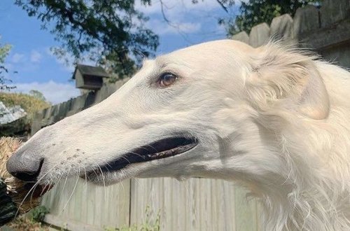 Qeyri-adi burunlu it internet ulduzuna çevrildi - FOTO