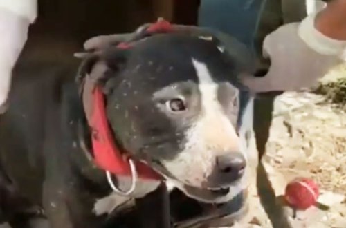 Döyüş “pitbull”ları burada saxlanılırmış - Video