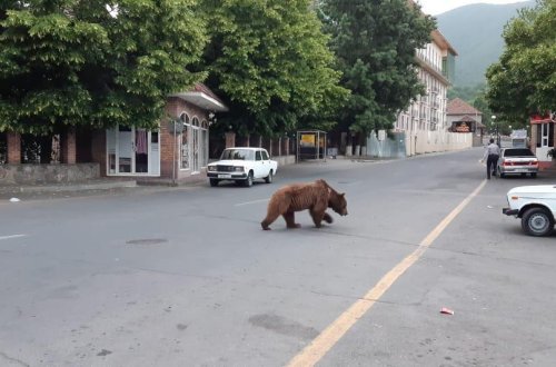 Vətəndaşlara XƏBƏRDARLIQ! Azərbaycanda şəhərin mərkəzində ayı peyda olub - Ehtiyatlı olun! - FOTO