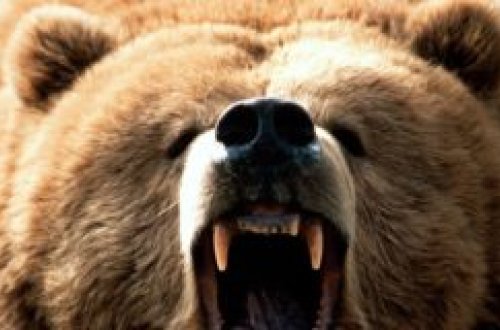 Şəkidə şəhərin mərkəzində gəzən nəhəng ayı zərərsizləşdirildi – VİDEO