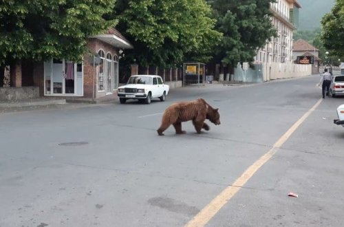 Şəhəri qarışdıran ayı hansı məmur villasından qaçıb? (İDDİA)