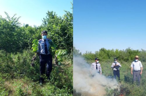 В Агсу уничтожили тонну конопли