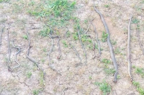 Azərbaycanda kəndə ilanlar hücum etdi - İnanılmaz görüntülər