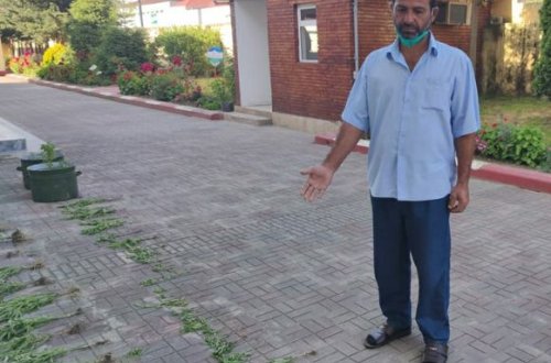 Astarada çətənə yetişdirən şəxs tutuldu