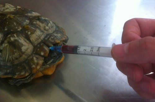 Koronavirusdan qorumaq üçün körpəyə TISBAĞA QANI içirtdilər - ÖLDÜ