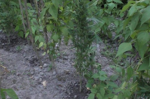 Dirrikdə narkotik becərən Balakən sakini saxlanıldı - VİDEO - FOTO