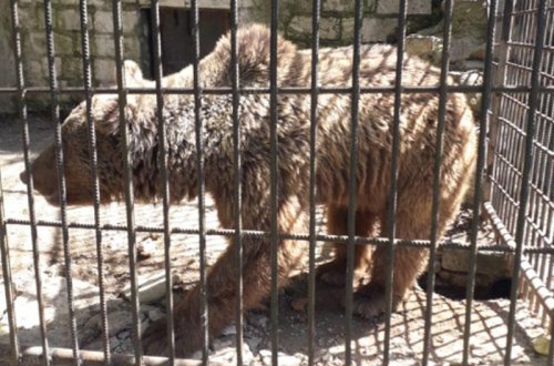 Şəkidə aşkarlanan ayıdan xəbər var - VİDEO - FOTO