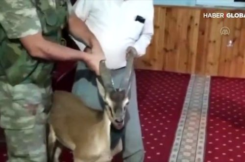 Dağ keçisinin məsciddən çıxarılması üçün jandarmaya müraciət etdilər - VİDEO