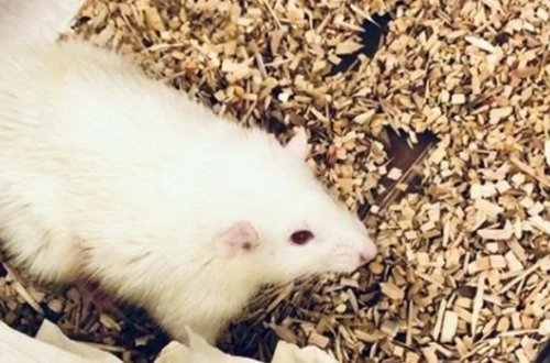 В организме крыс прижилась и заработала мини-печень из человеческих клеток