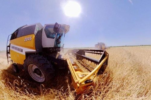 SAATLIDA ARPA ÜZRƏ MƏHSULDARLIQ - 37,9 SENTNERƏ ÇATIB