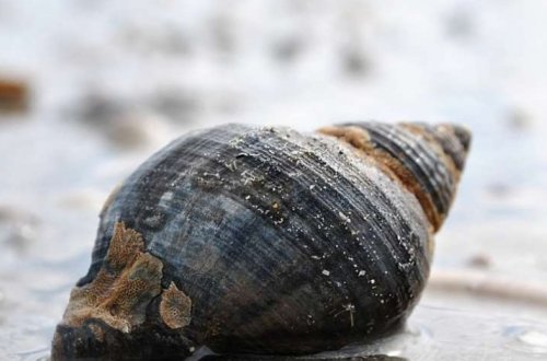 Ученые нашли заменитель инсулина