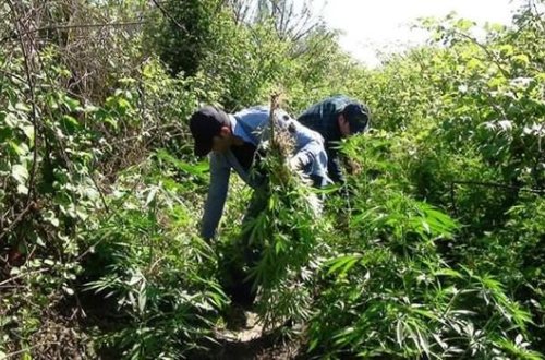 İmişlidə çətənə bitkisi yetişdirən şəxs tutuldu - FOTO