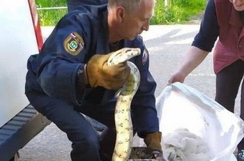 Məktəbin yaxınlığında iki metr uzunluğunda piton ələ keçdi – FOTO/VİDEO