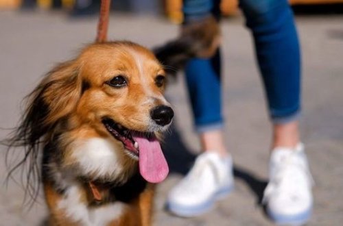 Где можно выгуливать собак в дни жесткого карантина?