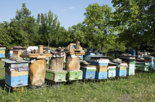 Arıçılara 5 milyon manatdan artıq subsidiyanın verilməsi  nəzərdə tutulub