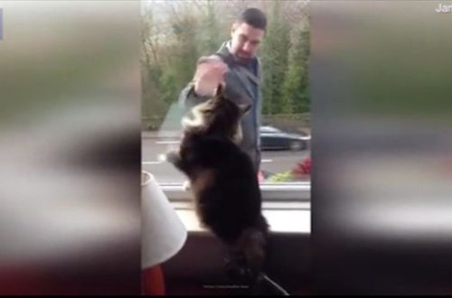 İşdən qayıdan sahibini salamlayan pişik izləyicilərin sevimlisinə çevrildi - VİDEO