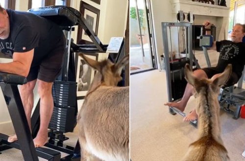 Şvartsenegger eşşək balası ilə məşq etdi - VİDEO