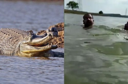 Dostunu timsahın ağzından xilas etdi – ANBAAN VİDEO